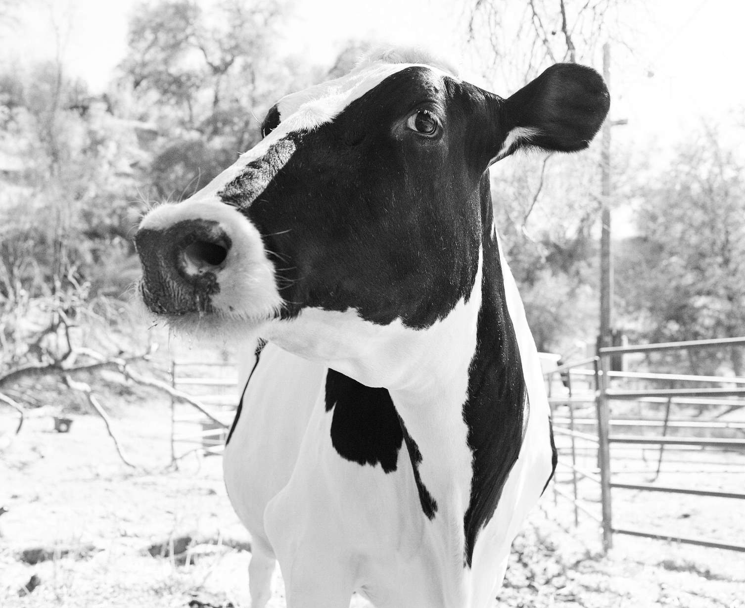 Molly - one of the real cows behind the 'Eat Mor Chikin' campaign 